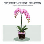 Live Double Stem Phalaenopsis Orchid with Chakra Crystals Tall Indoor Potted Orchid in Clear Planter Long Lasting Bloom Pink with Rose Quartz and Amethyst