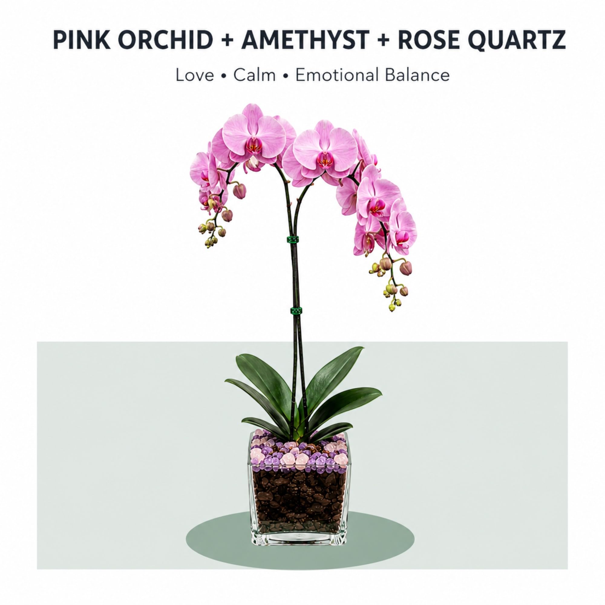 Live Double Stem Phalaenopsis Orchid with Chakra Crystals Tall Indoor Potted Orchid in Clear Planter Long Lasting Bloom Pink with Rose Quartz and Amethyst