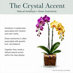 Live Double Stem Phalaenopsis Orchid Plant, 24–26 Inches Tall, Purple & Yellow Blooms with Citrine and Amethyst Crystal Accent, Clear Planter, Chakra Orchid Collection