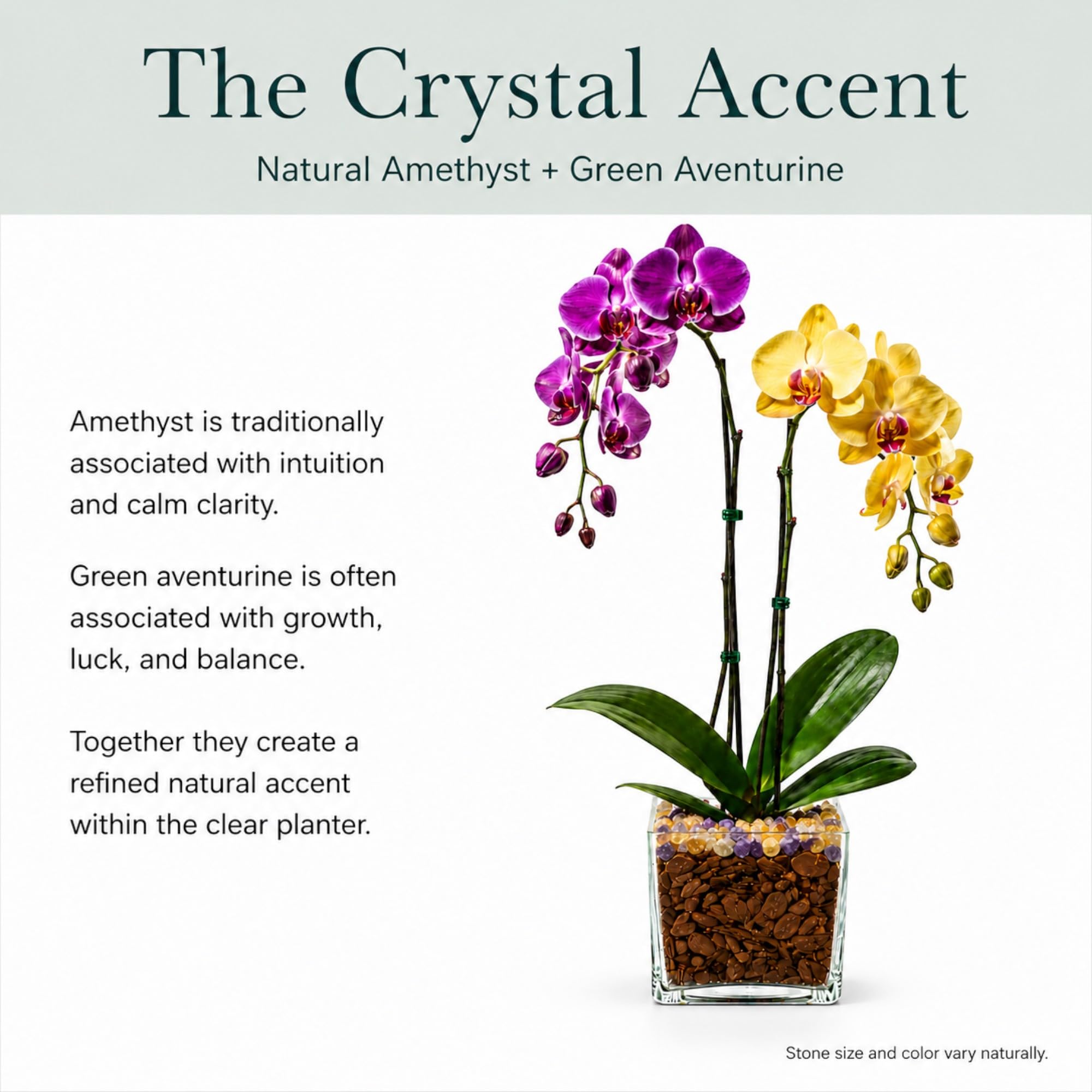 Live Double Stem Phalaenopsis Orchid Plant, 24–26 Inches Tall, Purple & Yellow Blooms with Citrine and Amethyst Crystal Accent, Clear Planter, Chakra Orchid Collection