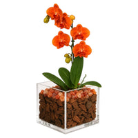 Live Orange Mini Phalaenopsis Orchid Plant in Clear Acrylic Cube Planter with Natural Sunstone Crystal Accents