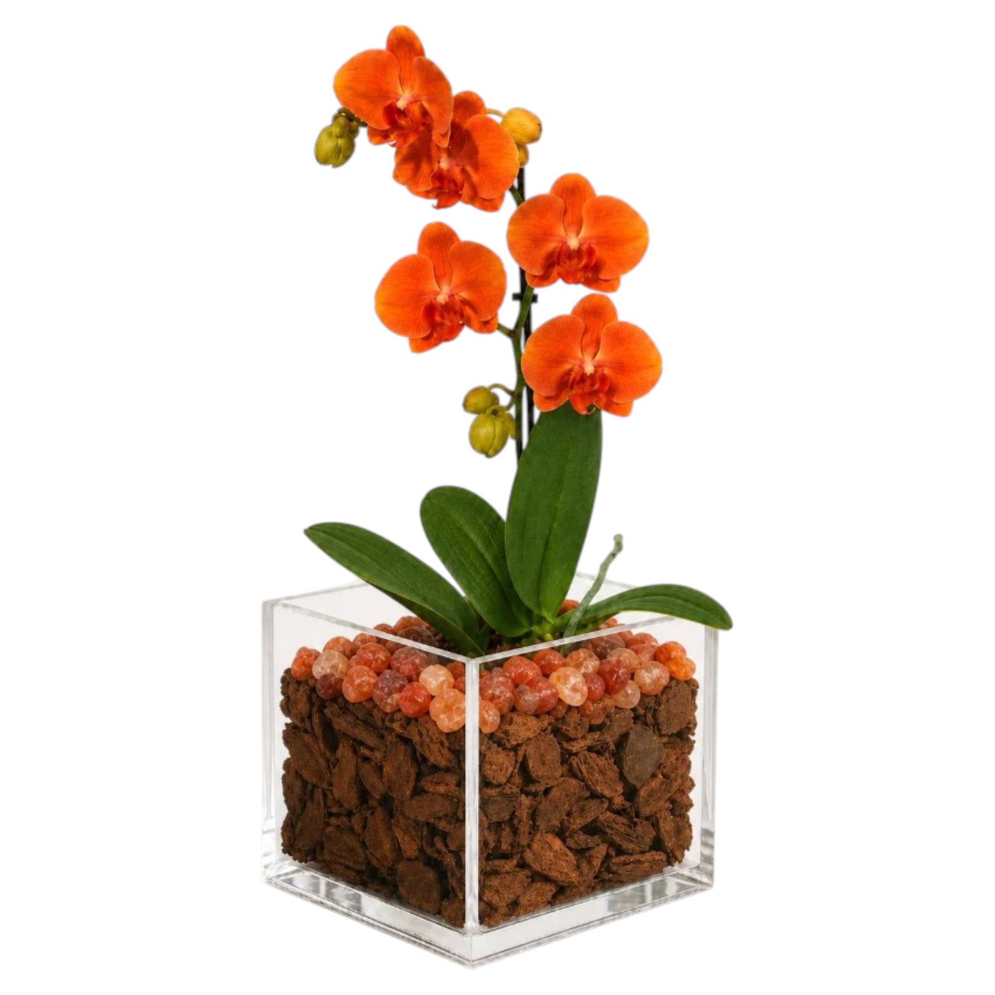 Live Orange Mini Phalaenopsis Orchid Plant in Clear Acrylic Cube Planter with Natural Sunstone Crystal Accents