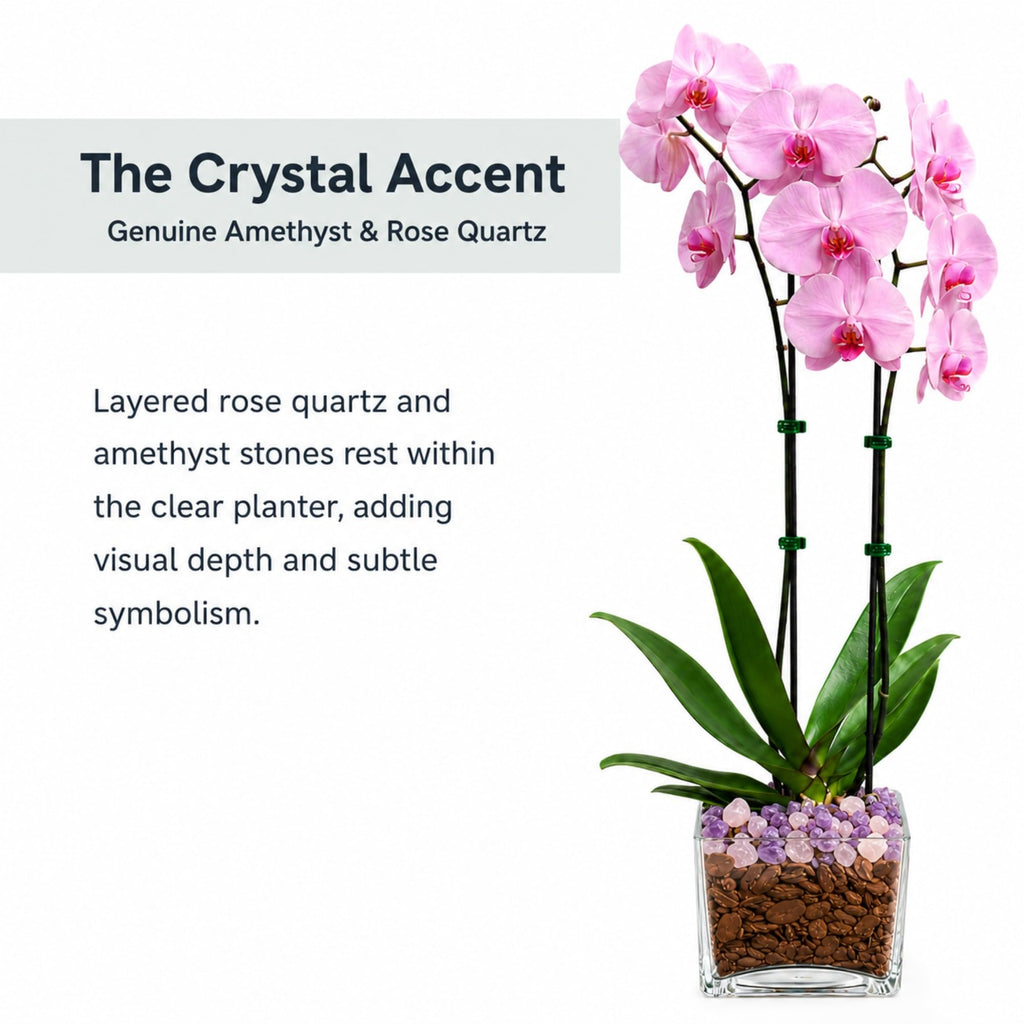 Live Double Stem Phalaenopsis Orchid with Chakra Crystals Tall Indoor Potted Orchid in Clear Planter Long Lasting Bloom Pink with Rose Quartz and Amethyst