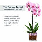 Live Double Stem Phalaenopsis Orchid with Chakra Crystals Tall Indoor Potted Orchid in Clear Planter Long Lasting Bloom Pink with Rose Quartz and Amethyst