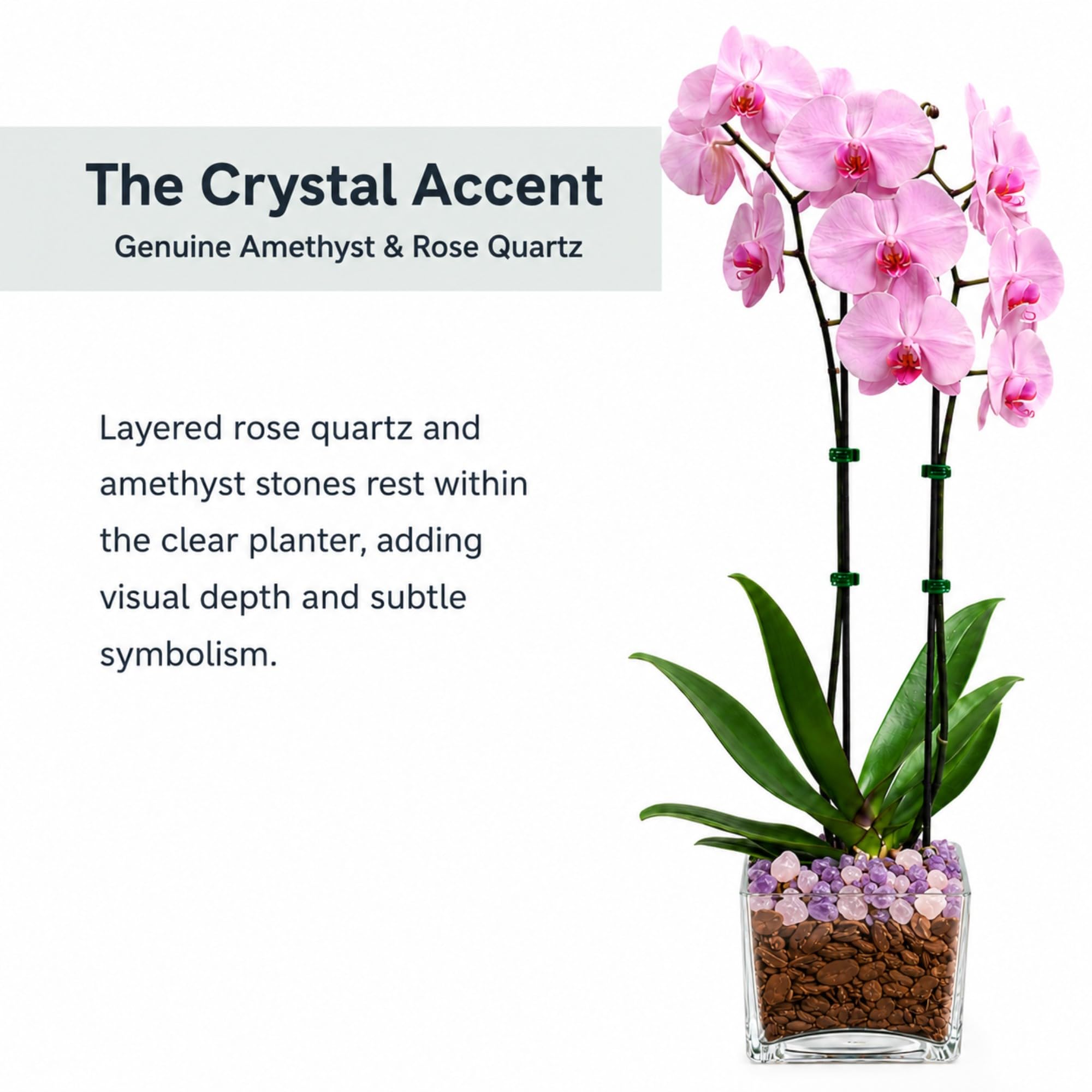 Live Double Stem Phalaenopsis Orchid with Chakra Crystals Tall Indoor Potted Orchid in Clear Planter Long Lasting Bloom Pink with Rose Quartz and Amethyst