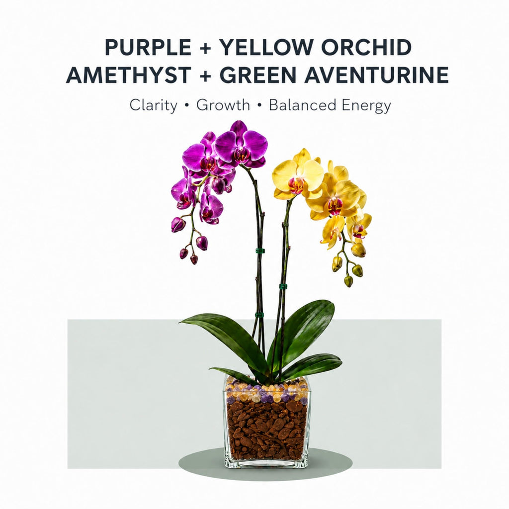 Live Double Stem Phalaenopsis Orchid Plant, 24–26 Inches Tall, Purple & Yellow Blooms with Citrine and Amethyst Crystal Accent, Clear Planter, Chakra Orchid Collection