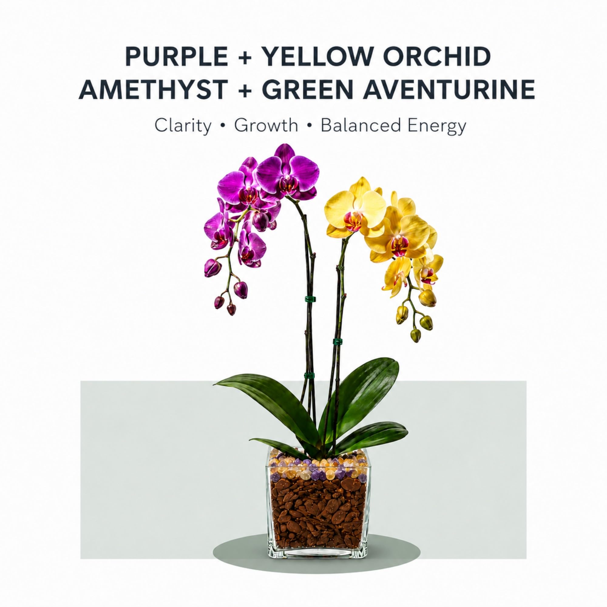 Live Double Stem Phalaenopsis Orchid Plant, 24–26 Inches Tall, Purple & Yellow Blooms with Citrine and Amethyst Crystal Accent, Clear Planter, Chakra Orchid Collection