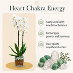 Live Phalaenopsis Orchid Plant – Double Stem 24-26 Inch Tall Flowering Orchid – Indoor Potted Orchid in Clear Planter – Genuine Crystal Accent – White with Green Aventurine and Clear Quartz