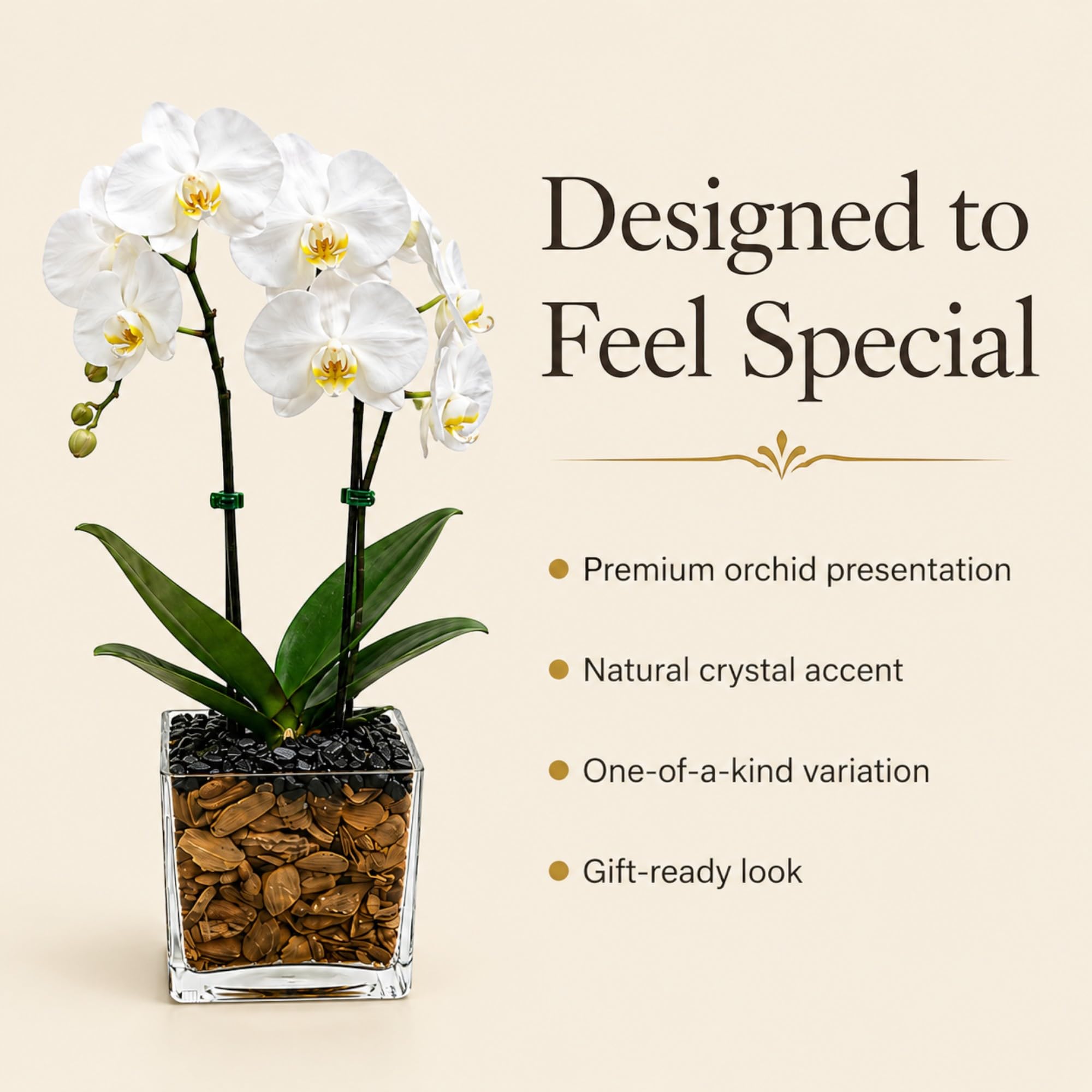 Live Double Stem Phalaenopsis Orchid Plant, 24–26 Inches Tall, White Blooms with Black Obsidian Crystal Accent, Clear Planter, Chakra Orchid Collection