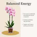Live Double Stem Phalaenopsis Orchid with Chakra Crystals Tall Indoor Potted Orchid in Clear Planter Long Lasting Bloom Pink with Rose Quartz and Amethyst