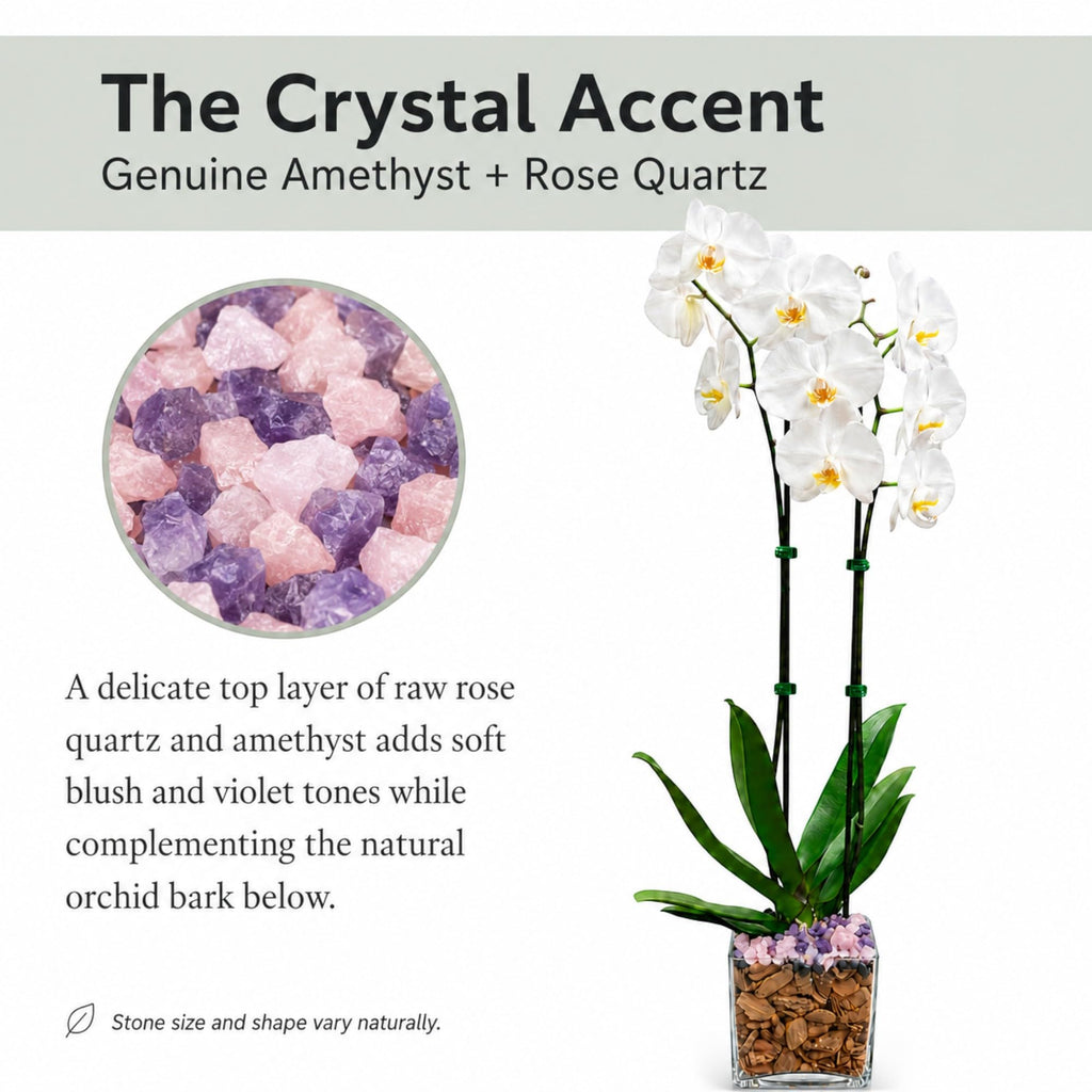 Live Phalaenopsis Orchid Plant – Double Stem 24-26 Inch Tall Flowering Orchid – Indoor Potted Orchid in Clear Planter – Genuine Crystal Accent – White with Amethyst