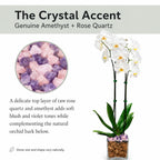 Live Phalaenopsis Orchid Plant – Double Stem 24-26 Inch Tall Flowering Orchid – Indoor Potted Orchid in Clear Planter – Genuine Crystal Accent – White with Amethyst