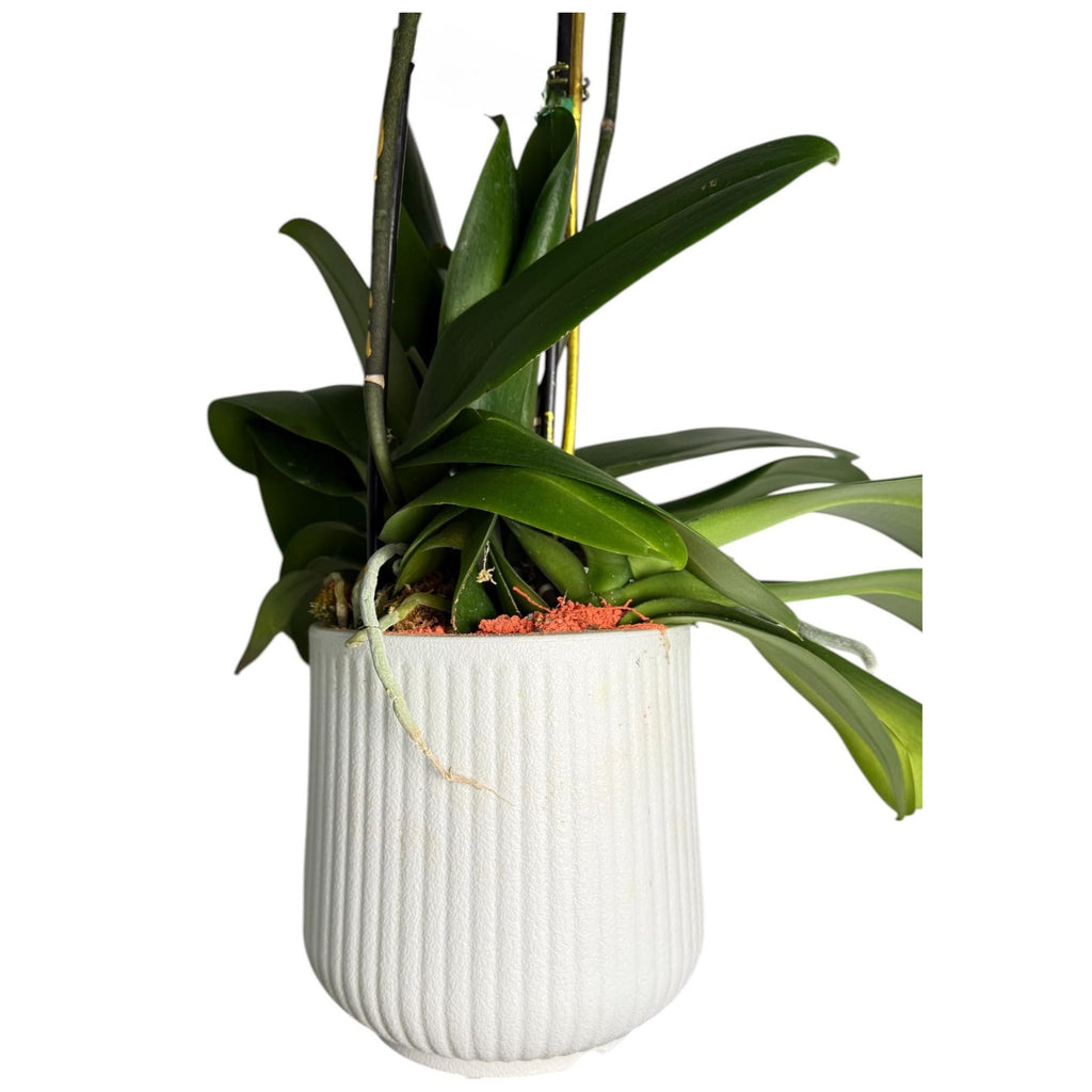 Live Triple White Phalaenopsis Orchid with Gold Accents – Indoor Flower in 7" Plastic Round Pot – Elegant Home Décor