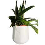 Live Triple White Phalaenopsis Orchid with Gold Accents – Indoor Flower in 7" Plastic Round Pot – Elegant Home Décor