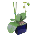 Artificial Single Stem White Orchid Arrangement in Blue Glass Cube Planter | Faux Phalaenopsis Floral Decor