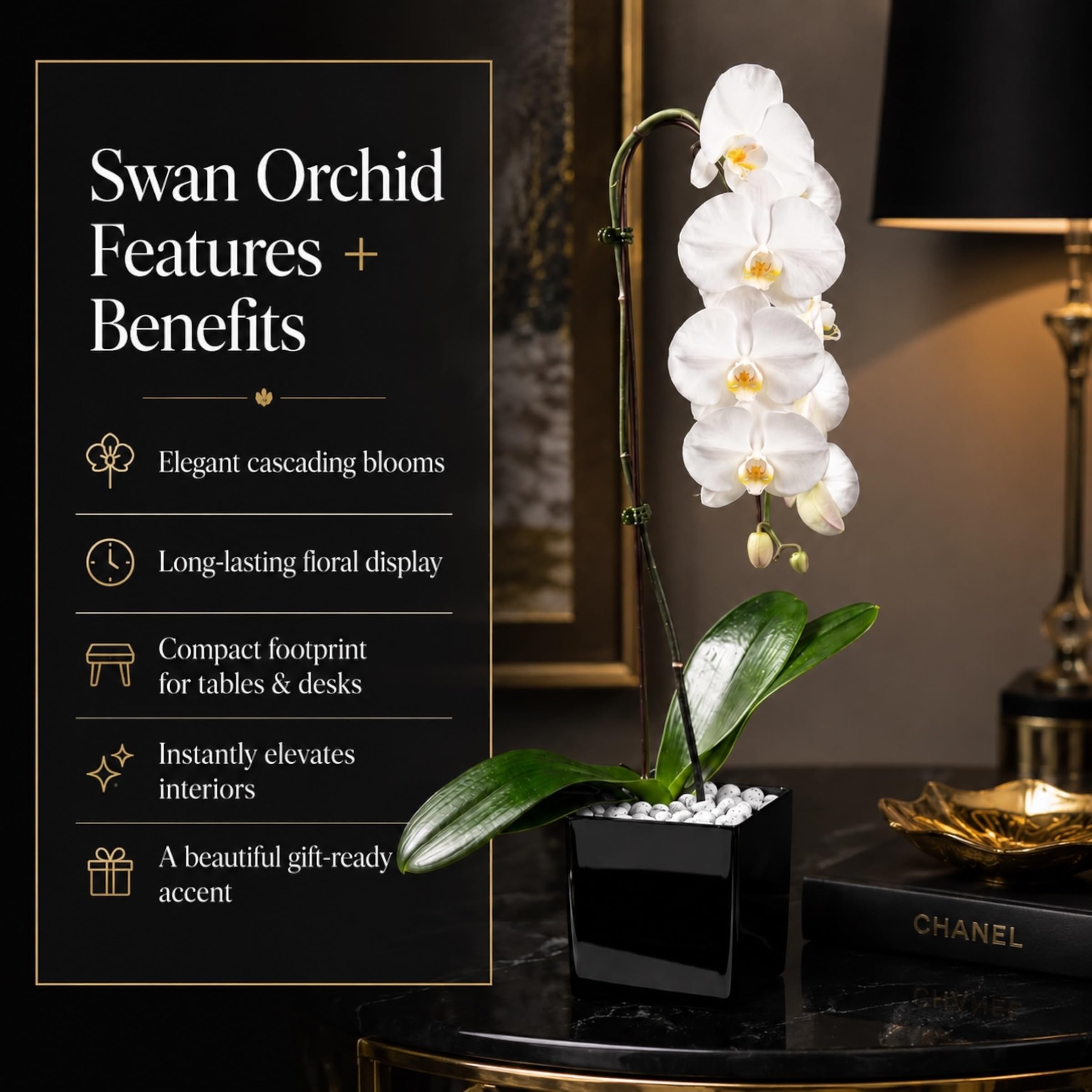 Live White Swan Orchid Plant in Black Acrylic Cube, Natural Raw Howlite Crystal Accent Stones, Modern Luxury Orchid Flowering Plant for Home, Office, Gifts