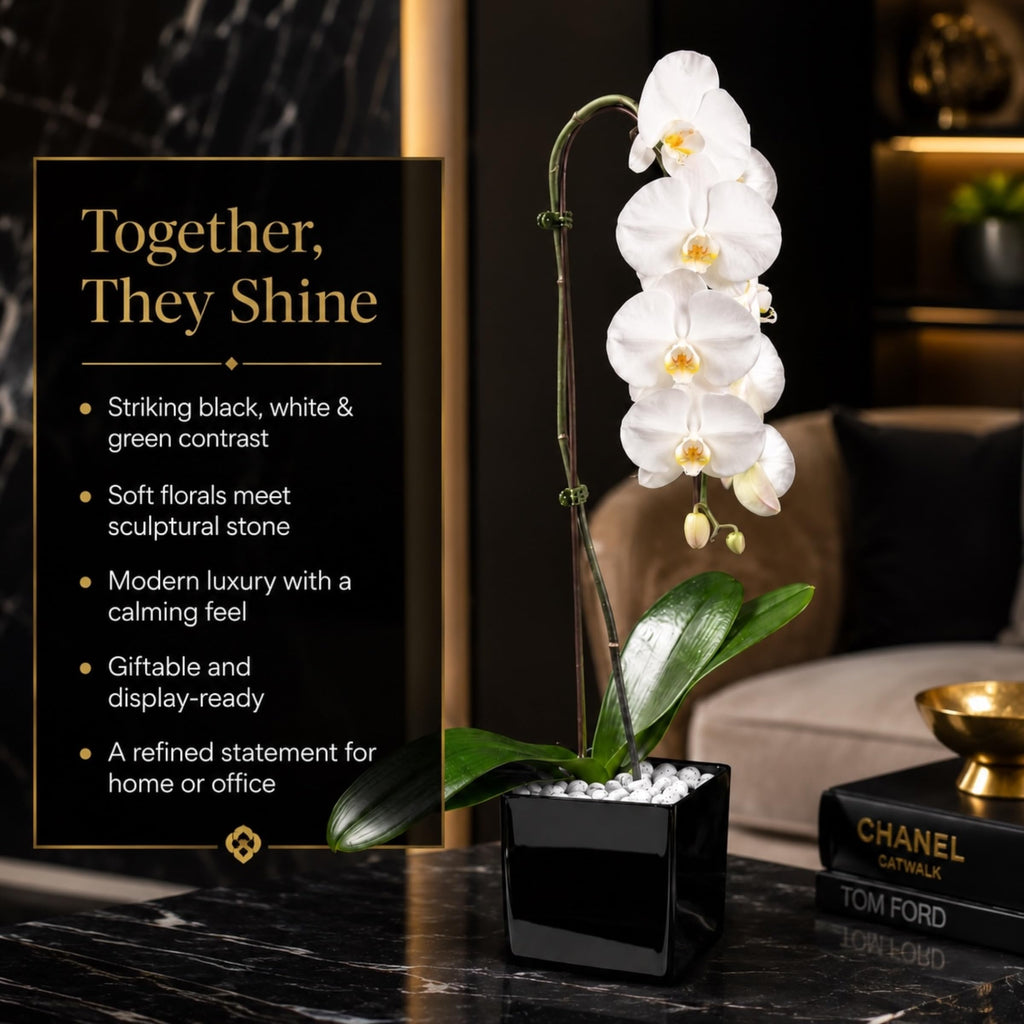 Live White Swan Orchid Plant in Black Acrylic Cube, Natural Raw Howlite Crystal Accent Stones, Modern Luxury Orchid Flowering Plant for Home, Office, Gifts