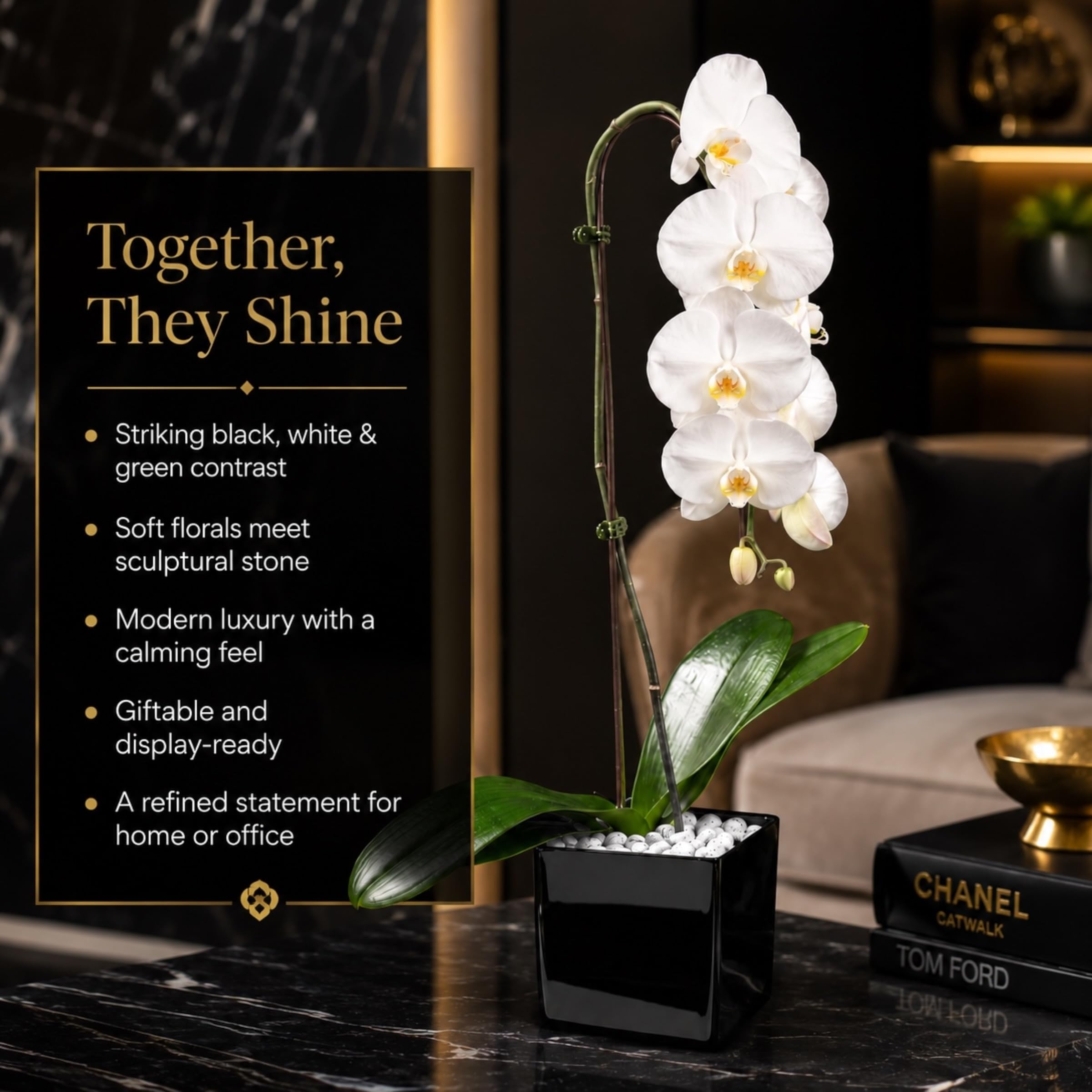 Live White Swan Orchid Plant in Black Acrylic Cube, Natural Raw Howlite Crystal Accent Stones, Modern Luxury Orchid Flowering Plant for Home, Office, Gifts