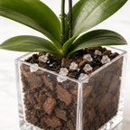 Live Phalaenopsis Orchid Plant with Raw Chakra Crystal Accent, Single-Stem Indoor Potted Orchid in Clear Acrylic Planter, Gift-Ready (White Orchid/Black Obsidian/Clear Quartz, 3 Inch Cube)