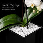 Live White Swan Orchid Plant in Black Acrylic Cube, Natural Raw Howlite Crystal Accent Stones, Modern Luxury Orchid Flowering Plant for Home, Office, Gifts