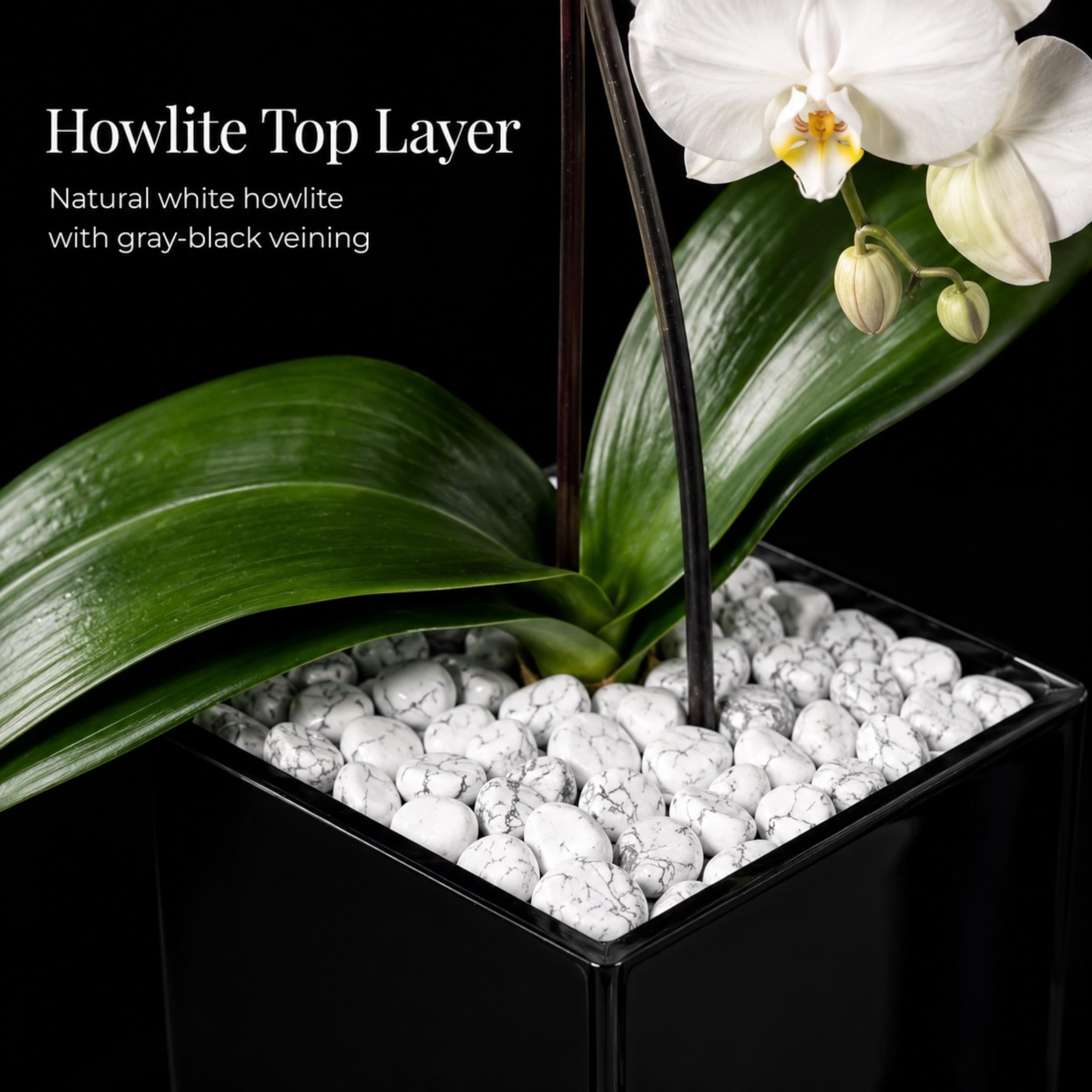Live White Swan Orchid Plant in Black Acrylic Cube, Natural Raw Howlite Crystal Accent Stones, Modern Luxury Orchid Flowering Plant for Home, Office, Gifts