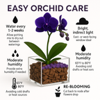 Mystic Vision - Third Eye Chakra Mini Orchid Garden