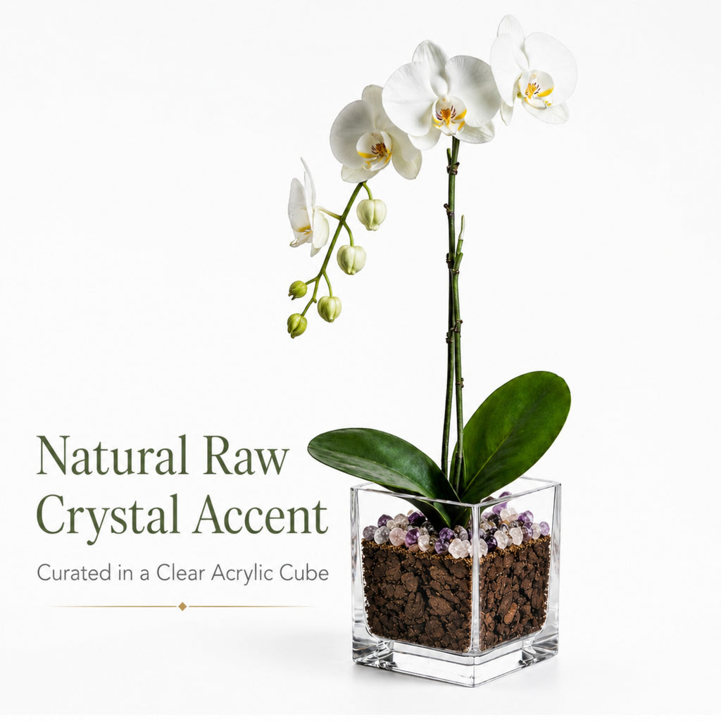 Live White Phalaenopsis Orchid Plant - Premium Single Stem with Amethyst Crystal - Easy Care Indoor Houseplant - Birthday Gift Crystal City Designs