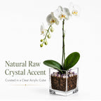 Live White Phalaenopsis Orchid Plant - Premium Single Stem with Amethyst Crystal - Easy Care Indoor Houseplant - Birthday Gift Crystal City Designs