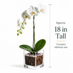 Live White Phalaenopsis Orchid Plant - Premium Single Stem with Amethyst Crystal - Easy Care Indoor Houseplant - Birthday Gift Crystal City Designs