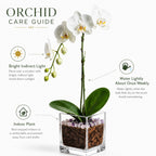 Live White Phalaenopsis Orchid Plant - Premium Single Stem with Amethyst Crystal - Easy Care Indoor Houseplant - Birthday Gift Crystal City Designs