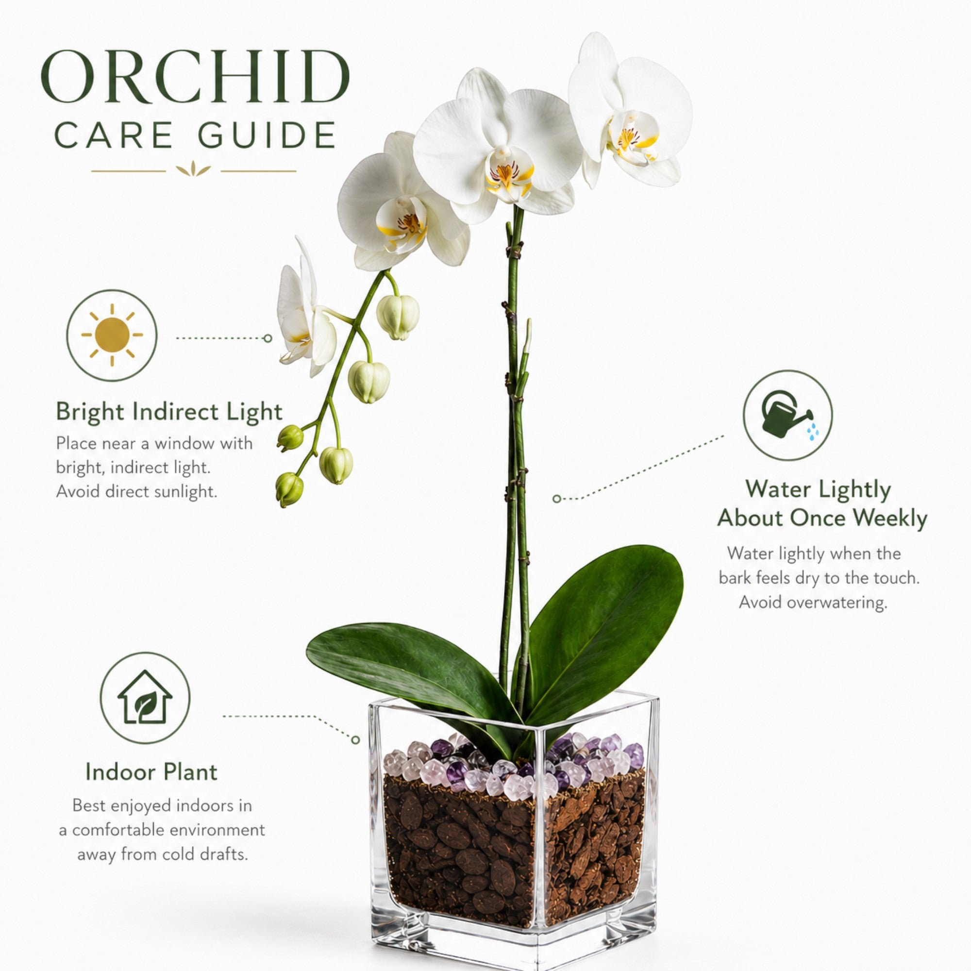Live White Phalaenopsis Orchid Plant - Premium Single Stem with Amethyst Crystal - Easy Care Indoor Houseplant - Birthday Gift Crystal City Designs