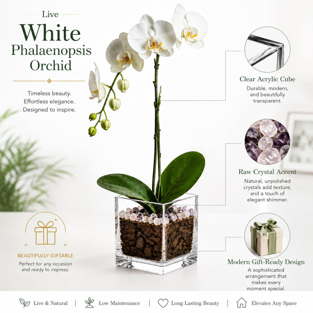 Live White Phalaenopsis Orchid Plant - Premium Single Stem with Amethyst Crystal - Easy Care Indoor Houseplant - Birthday Gift Crystal City Designs