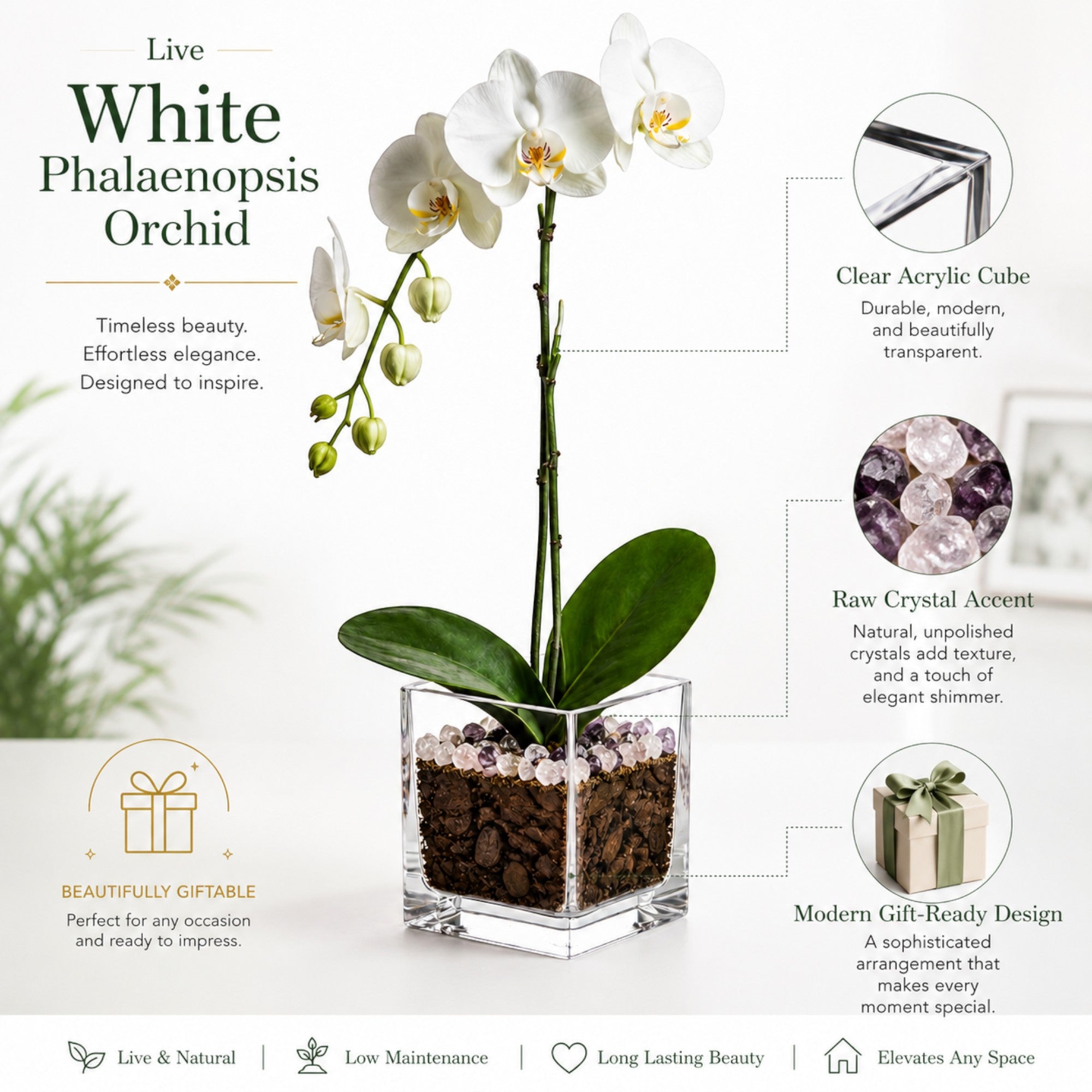 Live White Phalaenopsis Orchid Plant - Premium Single Stem with Amethyst Crystal - Easy Care Indoor Houseplant - Birthday Gift Crystal City Designs