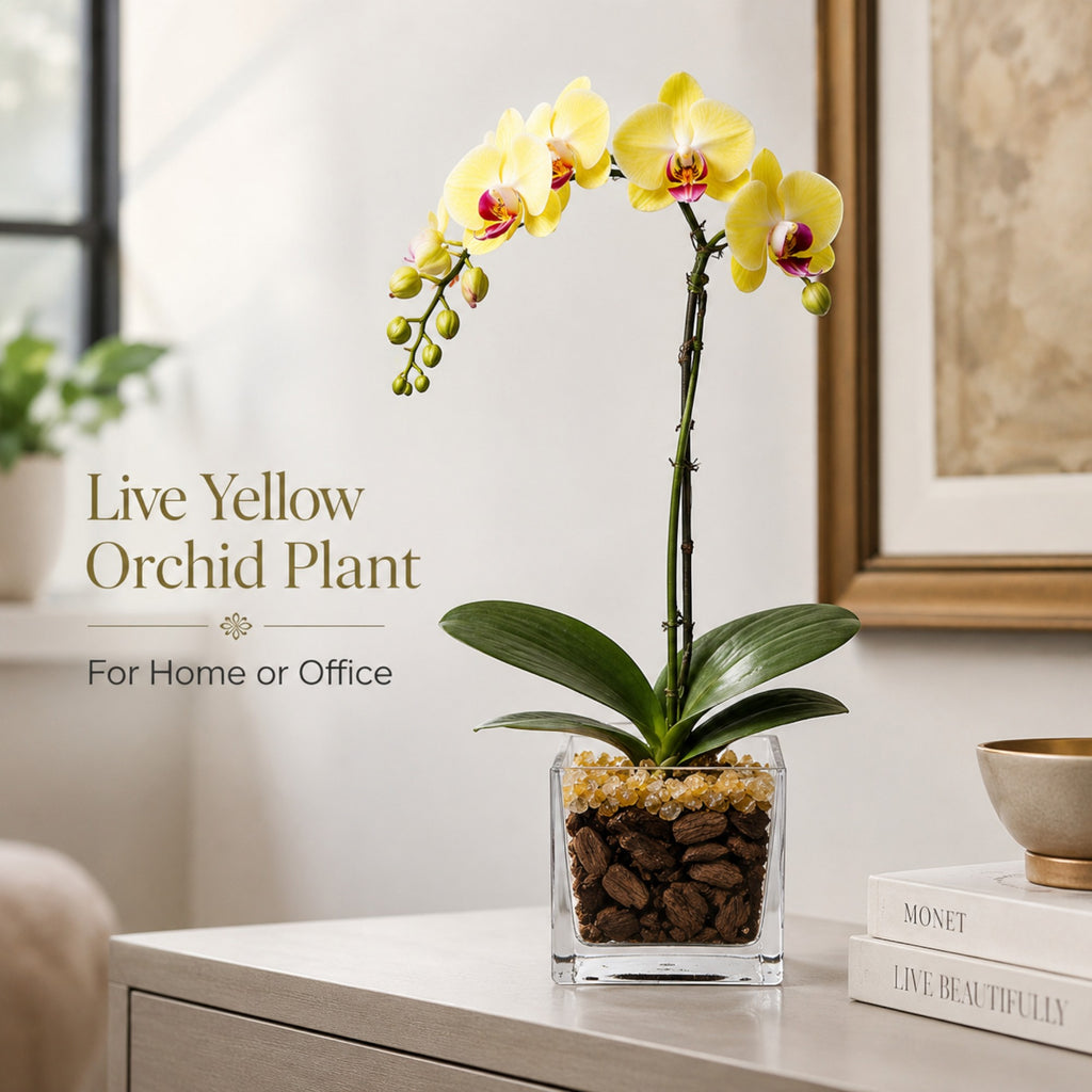 Premium Yellow Phalaenopsis Orchid Plant - Live Single Stem with Citrine Crystal Accent - Easy Care Indoor Houseplant -Birthday Gift Crystal City Designs