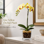 Premium Yellow Phalaenopsis Orchid Plant - Live Single Stem with Citrine Crystal Accent - Easy Care Indoor Houseplant -Birthday Gift Crystal City Designs