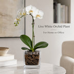 Live White Phalaenopsis Orchid Plant - Premium Single Stem with Amethyst Crystal - Easy Care Indoor Houseplant - Birthday Gift Crystal City Designs