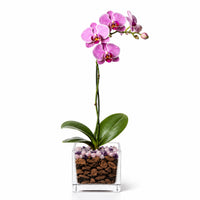 Premium Pink Phalaenopsis Orchid Plant - Live Single Stem with Amethyst and Rose Quartz Crystal - Indoor Flowering Houseplant Gift - Perfect for Birthday Anniversary Crystal City Designs