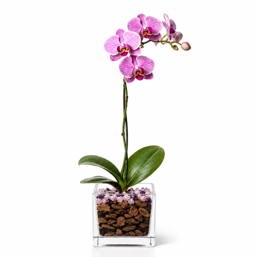 Premium Pink Phalaenopsis Orchid Plant - Live Single Stem with Amethyst and Rose Quartz Crystal - Indoor Flowering Houseplant Gift - Perfect for Birthday Anniversary Crystal City Designs