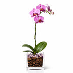 Premium Pink Phalaenopsis Orchid Plant - Live Single Stem with Amethyst and Rose Quartz Crystal - Indoor Flowering Houseplant Gift - Perfect for Birthday Anniversary Crystal City Designs
