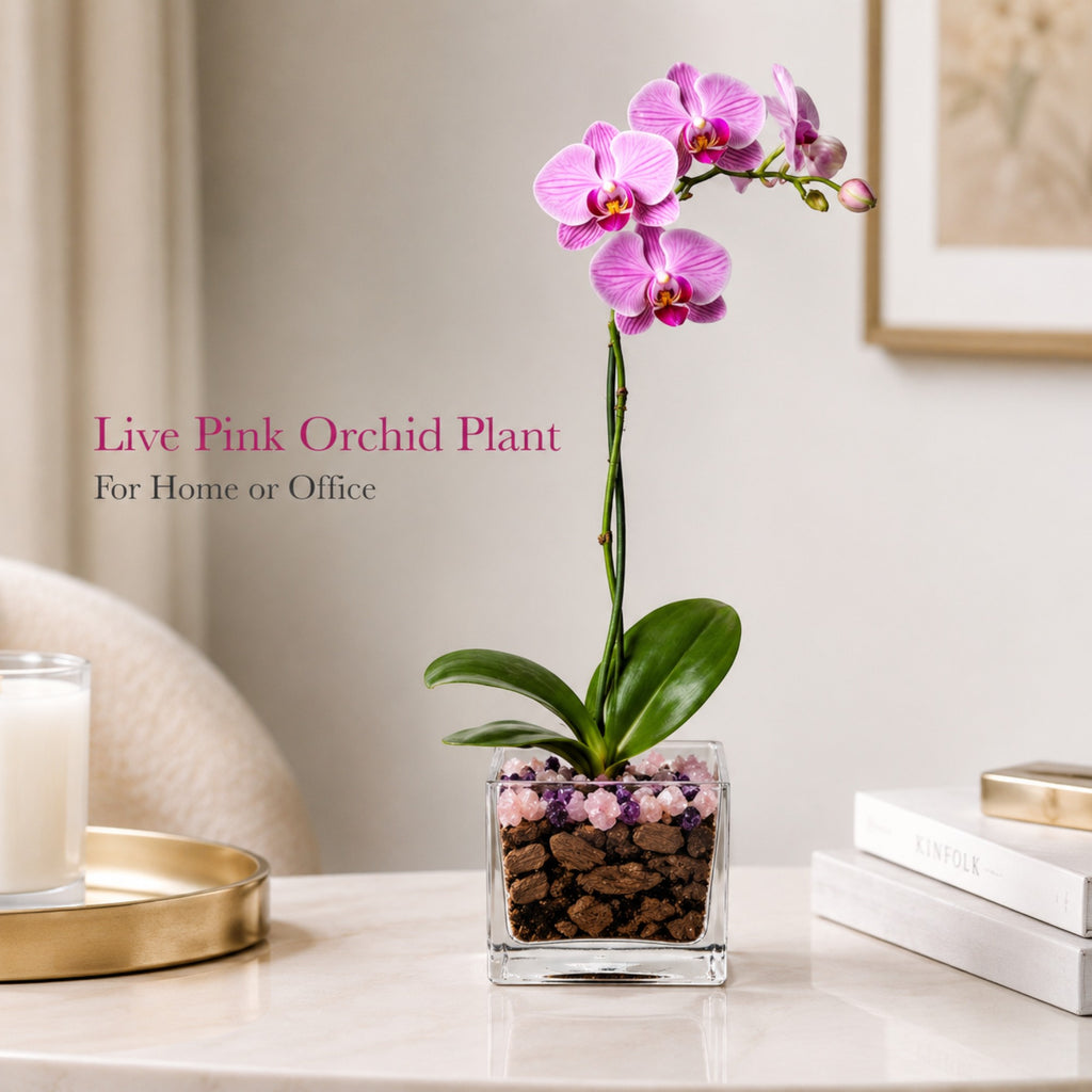 Premium Pink Phalaenopsis Orchid Plant - Live Single Stem with Amethyst and Rose Quartz Crystal - Indoor Flowering Houseplant Gift - Perfect for Birthday Anniversary Crystal City Designs