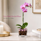 Premium Pink Phalaenopsis Orchid Plant - Live Single Stem with Amethyst and Rose Quartz Crystal - Indoor Flowering Houseplant Gift - Perfect for Birthday Anniversary Crystal City Designs