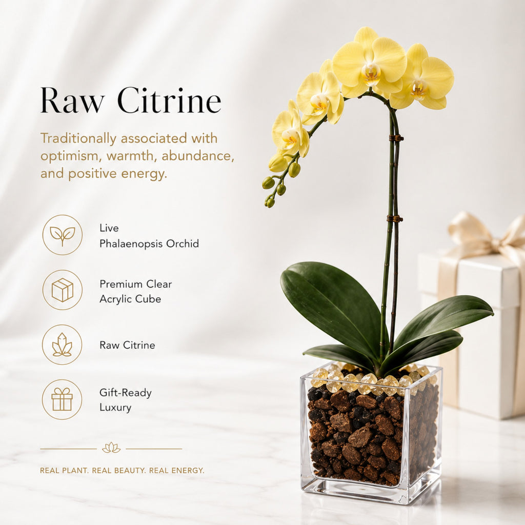 Premium Yellow Phalaenopsis Orchid Plant - Live Single Stem with Citrine Crystal Accent - Easy Care Indoor Houseplant -Birthday Gift Crystal City Designs
