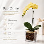 Premium Yellow Phalaenopsis Orchid Plant - Live Single Stem with Citrine Crystal Accent - Easy Care Indoor Houseplant -Birthday Gift Crystal City Designs
