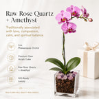 Premium Pink Phalaenopsis Orchid Plant - Live Single Stem with Amethyst and Rose Quartz Crystal - Indoor Flowering Houseplant Gift - Perfect for Birthday Anniversary Crystal City Designs
