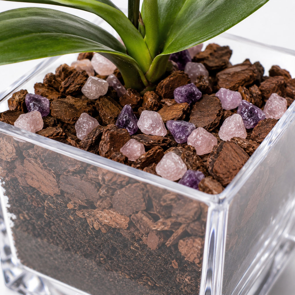 Premium Pink Phalaenopsis Orchid Plant - Live Single Stem with Amethyst and Rose Quartz Crystal - Indoor Flowering Houseplant Gift - Perfect for Birthday Anniversary Crystal City Designs