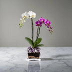 Live White and Purple Double Stem Phalaenopsis Orchid Plant with Clear Quartz and Amethyst - Premium Dual-Color Flowering Houseplant, Easy Care Live Plant Crystal City Designs MIA