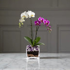 Live White and Purple Double Stem Phalaenopsis Orchid Plant with Clear Quartz and Amethyst - Premium Dual-Color Flowering Houseplant, Easy Care Live Plant Crystal City Designs MIA