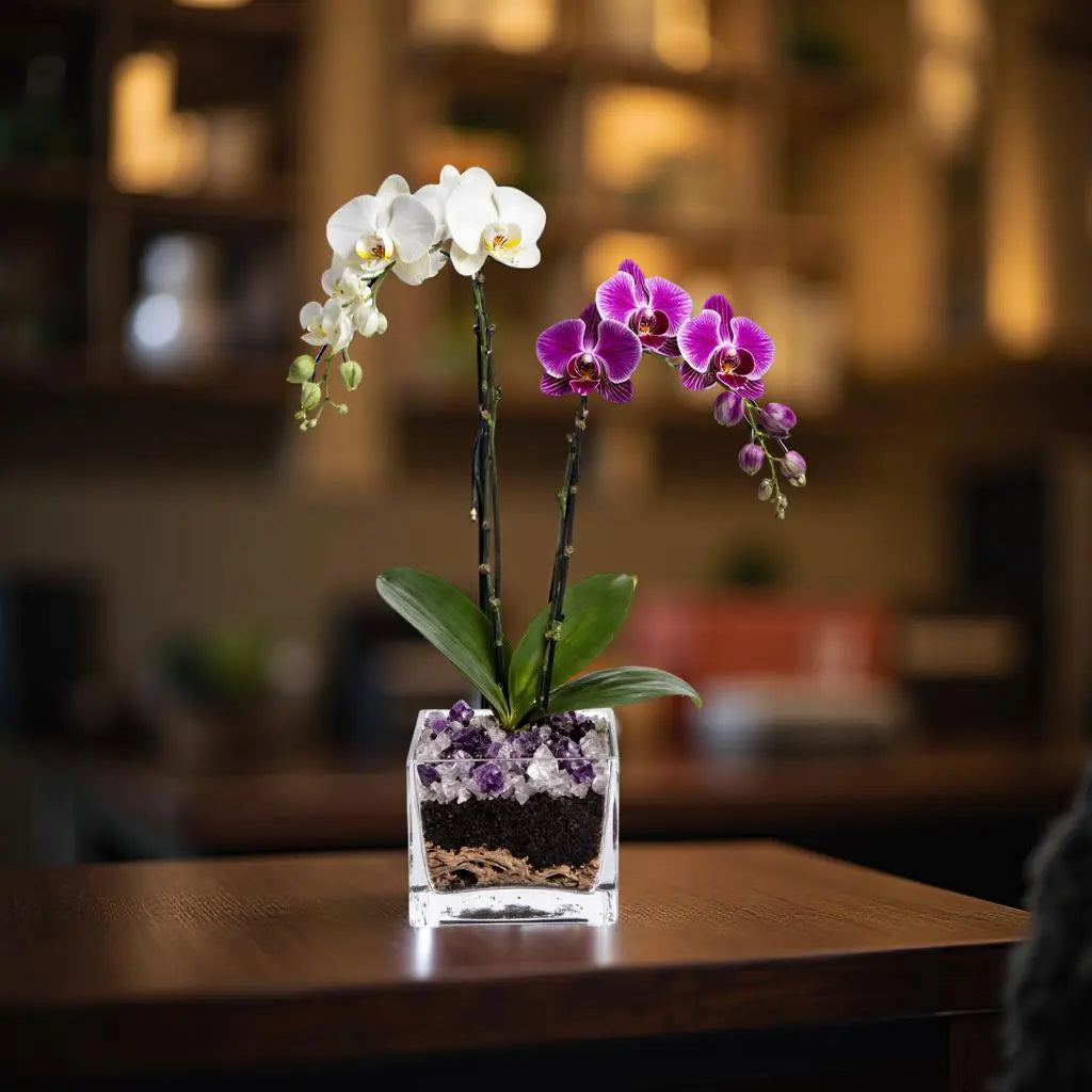 Live White and Purple Double Stem Phalaenopsis Orchid Plant with Clear Quartz and Amethyst - Premium Dual-Color Flowering Houseplant, Easy Care Live Plant Crystal City Designs MIA
