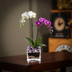 Live White and Purple Double Stem Phalaenopsis Orchid Plant with Clear Quartz and Amethyst - Premium Dual-Color Flowering Houseplant, Easy Care Live Plant Crystal City Designs MIA