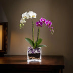 Live White and Purple Double Stem Phalaenopsis Orchid Plant with Clear Quartz and Amethyst - Premium Dual-Color Flowering Houseplant, Easy Care Live Plant Crystal City Designs MIA